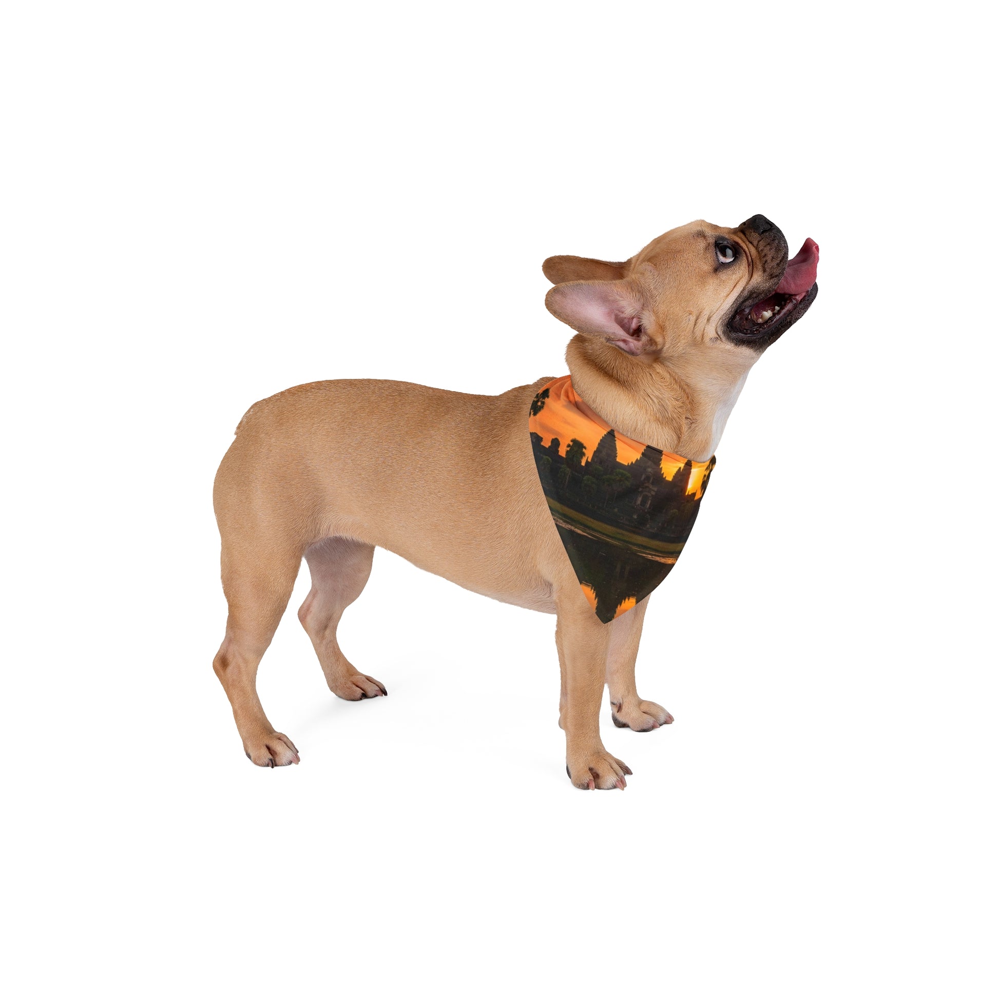 Dog wearing a Halloween-themed bandana on a white background